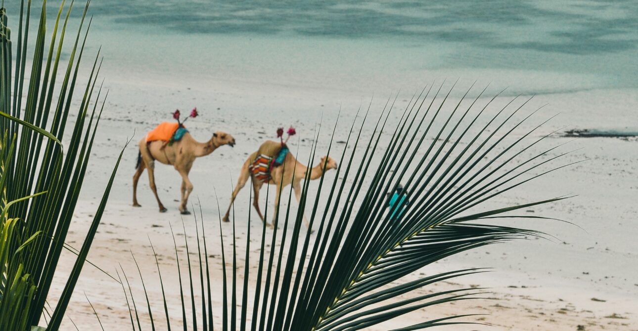 Experience Kenya